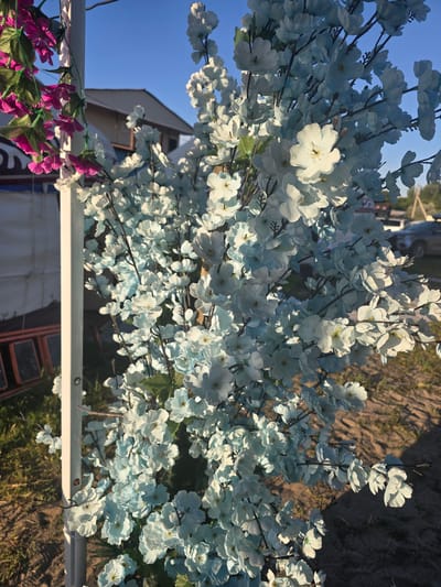 This media file features a close-up of artificial flowering branches. The majority of the flowers are a pale blue with hints of white, arranged densely on thin, dark stems. Some individual flowers are more prominently white, with delicate petals and a subtle yellow center. A few smaller branches with bright pink flowers and green leaves are visible in the lower left corner, contrasting with the blue blossoms.
The background suggests an outdoor setting, with a clear blue sky visible in the upper left. The ground appears to be sandy or dusty, with shadows cast by the flowers and branches, indicating a bright, sunny day. Some indistinct structures and foliage are visible in the distance, out of focus. A white railing or support structure runs horizontally across the lower part of the frame, with some hardware attachments visible.
The lighting suggests it is daytime, possibly late afternoon due to the angle of the shadows. There is no discernible activity or event taking place; the focus is solely on the floral display. No text is visible in the image. The overall impression is a decorative arrangement, possibly part of an outdoor display or decoration. The location context is Boz Beshik, Kyrgyzstan.