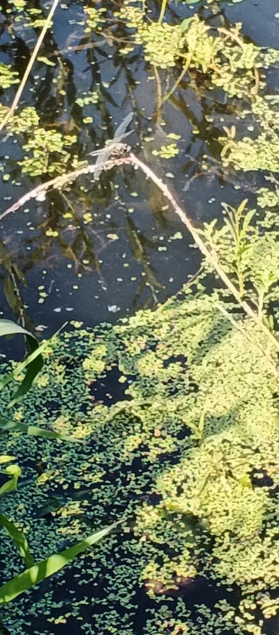 The image shows a close-up view of a body of water covered with a dense layer of small, green aquatic plants, possibly duckweed. A dragonfly is perched on a thin, light-colored branch that lies across the water's surface. The water itself is dark and appears still, with reflections of submerged vegetation visible beneath the duckweed. In the foreground and right side of the image, taller green stalks of grass or reeds emerge from the water. The scene is likely outdoors, in a natural setting. There is no information or visual evidence to suggest this location is in Podgornoe, Russia.