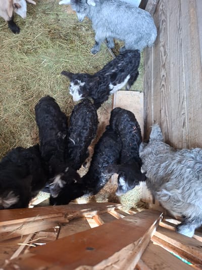 The image shows a top-down view of a pen, likely in Moshtanets, Bulgaria, containing several goats. The pen appears to be constructed of wooden boards. Hay is scattered on the floor. At least seven goats are visible, varying in color from gray to black with white markings. Some are lying down, while others are standing near the wooden walls. The composition suggests a confined space, perhaps a barn or enclosure for livestock.