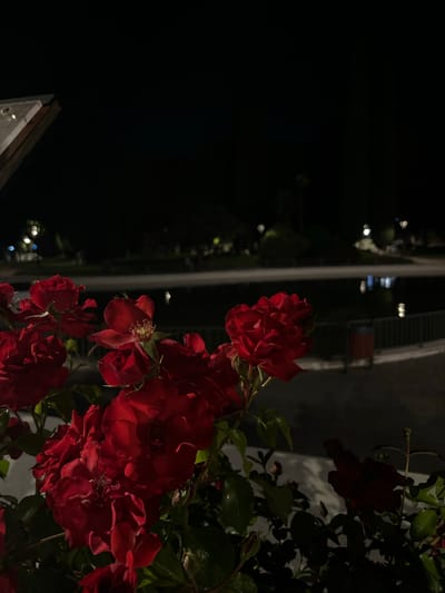A nighttime, low-angle shot focuses on a cluster of vibrant red roses in bloom, filling the right side of the frame. The roses are surrounded by dark green leaves. In the background, out of focus, a dimly lit cityscape or park is visible. A walkway or path runs along the upper-center portion, with blurred streetlights or building lights appearing as bokeh. To the left of the roses, there is a large area of darkness, obscuring details. Based on the request this is in Móstoles, Spain.