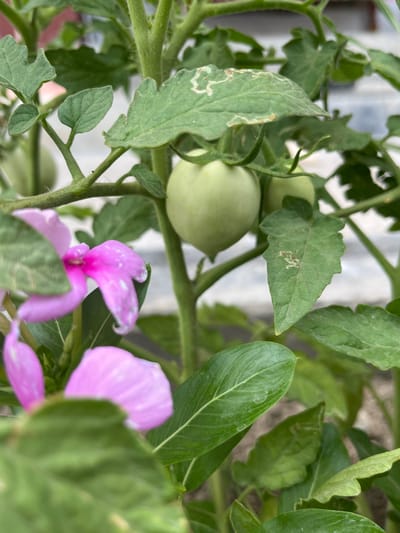 In Kabal, Pakistan, a close-up shot reveals a tomato plant with unripe green tomatoes and vibrant pink flowers of a vinca plant blooming in the foreground. The leaves of the tomato plant show minor signs of wear and tear, with some light discoloration and subtle texture variations, suggesting natural growth in an outdoor environment. The image is focused on the intricate details of the flora, with the background slightly blurred, hinting at a natural setting likely within a garden or agricultural area in Kabal. The lighting is natural, indicating it was taken during daylight hours.