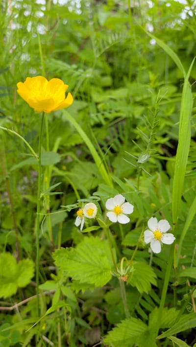 A single bright yellow buttercup stands tall on a green stem amidst a dense background of lush green foliage. To the right and slightly lower, three delicate white flowers with yellow centers bloom on thinner stems, interspersed with sharply toothed green leaves. The overall environment is one of natural growth, likely in a meadow or woodland edge, with the soft green of various plants creating a naturalistic setting. The image is a close-up, vertical shot focusing on the floral subjects. There are no people or man-made objects visible. The scene is static and peaceful. The location is not specified within the image or its metadata.