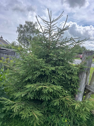 An outdoor medium shot captures a dense, green spruce tree in the foreground. The tree's branches, laden with needles, extend outwards and downwards, creating a full silhouette against a cloudy sky. Behind the spruce, a weathered wooden fence with vertical posts and horizontal planks runs diagonally from the right edge of the frame towards the left. To the left of the fence and behind the spruce, a rustic wooden building with a visible chimney and grey siding is partially obscured by the tree's foliage. In the background, several trees, including a birch tree with its characteristic white bark, are visible under a sky filled with dynamic white and grey clouds. The ground around the spruce is covered in green grass and some smaller yellow wildflowers. The overall scene suggests a rural or semi-rural setting. The location is specified as Холстаўскі сельскі Савет, Belarus.