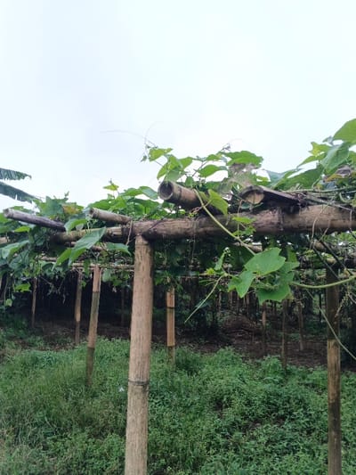 The scene, located in Clacuc, Timor-Leste, depicts an agricultural plot under an overcast sky. A trellis system constructed from weathered bamboo poles occupies the foreground and midground. Green vines with broad leaves and visible tendrils extensively cover the bamboo framework, forming a dense overhead canopy. A single light-green, oblong fruit is visible hanging from the vines in the middle-left background. The ground beneath the trellis is covered with various green herbaceous plants and grasses, with sparser growth and visible soil in the deeper background. Additional bamboo supports extend further into the background, suggesting a larger cultivated area. Dense, darker green foliage, likely trees or shrubs, is visible beyond the trellis structure in the mid-ground. A portion of a banana leaf is visible on the far left edge of the frame. No individuals or animals are present. The scene is illuminated by diffused natural light.
