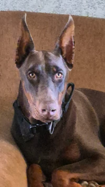 A medium shot, eye-level, portrait of a dark brown Doberman Pinscher dog looking directly at the viewer. The dog is resting on a brown sofa, with its head and upper body visible. The dog's ears are cropped and stand erect. It has a black collar with a silver D-ring around its neck. The background is a textured brown surface, likely the sofa upholstery, and a light gray surface behind it. The lighting is dim, creating shadows and highlighting the dog's facial features, particularly its golden-brown eyes. No people are present in the image. The setting is indoors, with no discernible location in Neftegorsk, Russia.