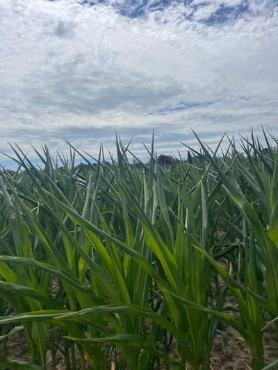 An outdoor, low-angle, full shot shows a field of tall, green corn stalks against a partly cloudy sky. The corn stalks fill the bottom two-thirds of the frame, with their long, pointed leaves angled upwards and towards the viewer. The sky occupies the top third of the image, with scattered white clouds and patches of blue. In the distance, beyond the cornfield, a line of trees is visible, and a few buildings can be seen peeking through the foliage. The ground beneath the corn stalks appears to be dirt. There are no people or animals visible in the image. This scene is located in Diepenbeek, Belgium, specifically in a rural agricultural area with cornfields.
