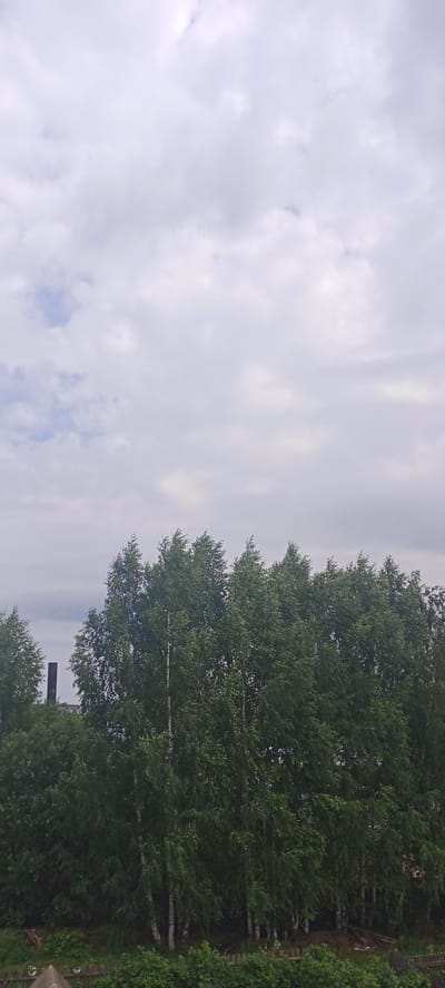 The image depicts a view of a stand of birch trees in Kudymkar, Russia, under a cloudy sky. The trees are dense and green, with visible white bark on some of the trunks. A tall, dark, cylindrical structure, possibly a chimney, is visible to the left of the trees. In the foreground, there is a low wooden fence and some foliage. The overall scene suggests an outdoor, possibly rural or semi-urban, environment.