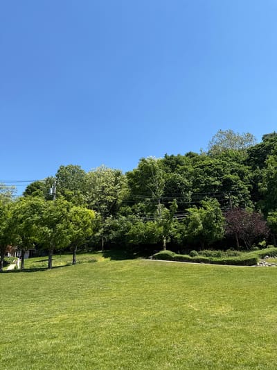 The image shows a sunny day scene in Port Washington, United States of America. A well-maintained green lawn occupies the right side of the frame, bordered by a line of trees and bushes that create a barrier between the lawn and the street, trees, and power lines. The sky, a clear blue, fills the left side of the image. There are some buildings partially obscured by the trees along the border of the lawn. Power lines run through the trees.