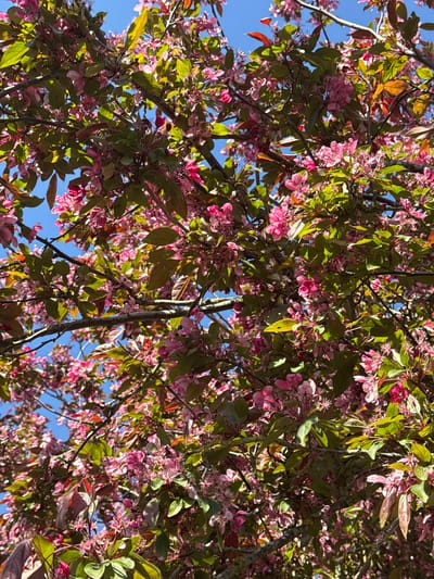 The image captures a dense canopy of a tree in full bloom, displaying pink blossoms and green leaves against a clear blue sky. The tree's branches form an intricate network, partially obscuring the sky. The scene appears to be in daylight, with sunlight filtering through the leaves. The location is inferred to be in Hitchin, United Kingdom, based on the prompt. There are no people visible. The primary subjects are the blooming tree and the sky.