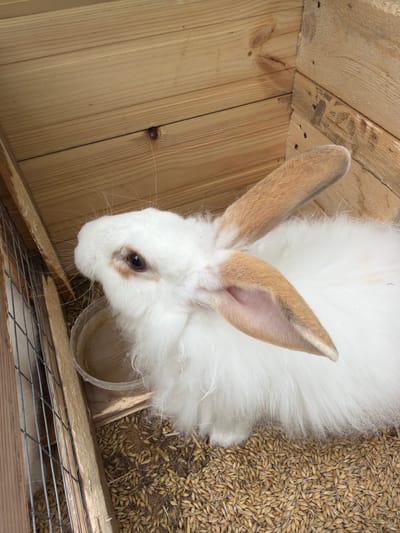 This overhead image captures a fluffy white rabbit inside a wooden enclosure. The rabbit has striking tan-brown ears and similar brown markings around its dark eyes. Its long white whiskers are visible extending from its snout.

The enclosure features light-colored wooden planks on the left side, forming the walls and floor. On the right side, the ground is densely covered with light brown, elongated grains, likely oats or barley, suggesting it's either bedding or feed. A small, clear plastic bowl is positioned near the rabbit's head, which is lowered towards it, indicating the rabbit is possibly eating or drinking. Part of a wire mesh structure is visible in the bottom right corner, suggesting a larger cage or an opening. The overall setting appears to be a hutch or pen. The lighting is bright and even. There is no visible text.
