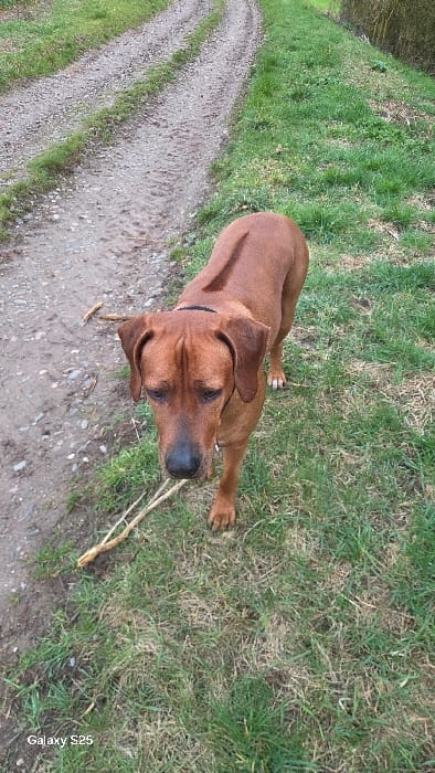 A reddish-brown dog, consistent with a Rhodesian Ridgeback due to a prominent dorsal ridge, stands on green grass beside a dirt path in Ottonville, France. The dog wears a black collar and its head is oriented downwards, looking at the ground. A light-colored, fractured wooden stick lies on the ground near the dog's left front leg, partially on the dirt path and partially on the grass. The unpaved path, showing tire or foot impressions, extends diagonally into the background, bordered by green vegetation. A line of leafless trees or shrubs is visible in the distant background. The image bears a "Galaxy S25" watermark in the bottom left corner.