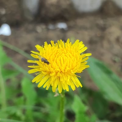 A close-up, eye-level, medium shot captures a single yellow dandelion flower in bloom, positioned centrally in the frame. A small, dark-colored insect, possibly a fly, is visible on the left side of the dandelion's petals. The background is blurred, showing a rough, brown surface that could be soil or gravel, with hints of green foliage on the left and right sides. The lighting appears to be natural daylight. The scene is outdoors, likely in a natural or semi-natural environment, such as a park, garden, or roadside. The location is specified as Krutinka, Russia.