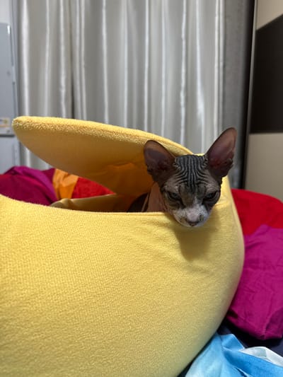 A Sphynx cat with grey and black markings peeks out from a bright yellow fabric enclosure, its head resting on the edge. The cat has large ears and wrinkles on its forehead. In the background, white curtains are visible, and to the right, a dark closet door is slightly ajar. The enclosure the cat is in is placed on a surface covered with colorful fabric, including shades of magenta, orange, and blue. The scene is indoors, likely in a residential setting. The location of Closed administrative–territorial formation "Mezhgorye", Russia, is not discernible from the image itself.