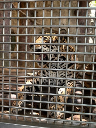 A jaguar is visible through the bars of a cage, possibly at a zoo or animal park. The jaguar is facing the viewer, slightly angled to the left, with its mouth open. Its distinctive spotted coat is clearly visible. The cage is constructed of metal bars, with a background of rocks and tree trunks visible behind the jaguar. The scene is brightly lit. The location is likely in Bang Phra Subdistrict, Thailand.