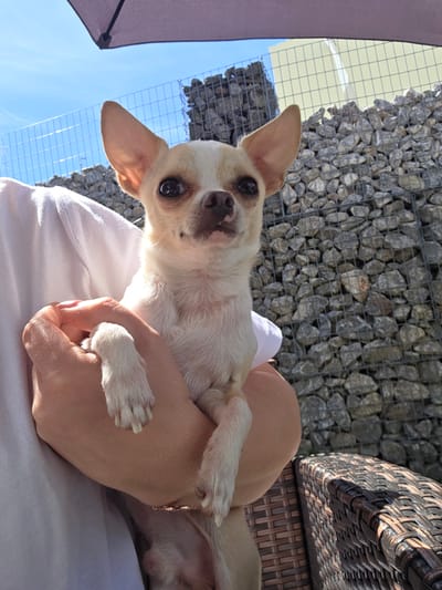 A bright, sunlit outdoor scene captures a person holding a small, light-colored dog. The image is oriented sideways, but if rotated, it shows a cream and white Chihuahua-type dog, possibly a puppy, looking directly at the viewer with dark, attentive eyes and large, perked ears. The dog is nestled in the arms of a person, whose forearm and hand are visible, wearing a white short-sleeved top. The person's hand gently cradles the dog's body, and one of the dog's paws rests near the person's hand.

In the background, under a clear blue sky, there are prominent gabion walls—wire mesh cages filled with grey rocks—suggesting a modern outdoor landscape design. To the left (bottom right in the rotated image), a section of dark brown woven outdoor furniture, possibly a chair or table, is visible. To the right (top right in the rotated image), a segment of a purple or grey umbrella or awning provides shade. Behind the gabion wall on the right, a light yellow or cream-colored fence or barrier can be seen.

The lighting indicates a sunny day, likely mid-day or afternoon, with strong highlights and shadows. The atmosphere appears calm and pleasant, focusing on the interaction between the dog and its owner in an outdoor setting in Görgeshausen, Germany. There is no visible text in the image.