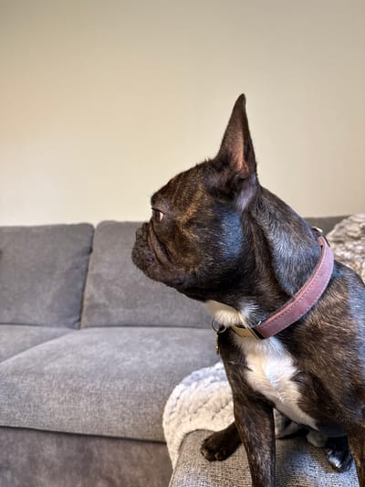 A close-up, high-angle shot depicts a brindle and white Boston Terrier dog resting its head over the edge of a gray, multi-tiered pet bed. The dog is wearing a brown collar. The dog is indoors, likely in a domestic setting, with a plain white wall visible in the background. The location is unknown and cannot be verified to be in Anchorage, United States of America.
