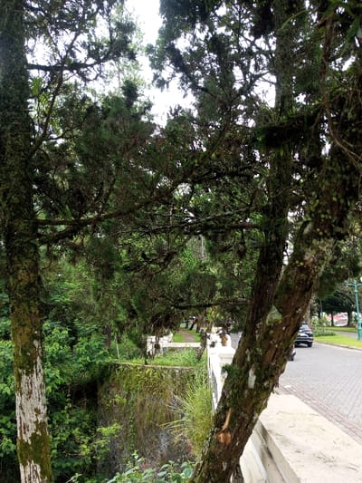 A view through dense, mossy trees reveals a bridge spanning a gully filled with lush greenery. A brick-paved road runs alongside the bridge, featuring a parked black car and distant figures. A green lawn with a sign is seen in the background, punctuated by lampposts. The scene is damp and verdant, highlighting a blend of natural and urban elements.