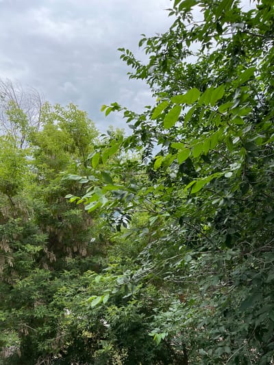 The image depicts a dense canopy of green foliage against a cloudy sky. The scene is likely outdoors, possibly a park or a backyard in the city of Salavat, Russia, given the context. The focus is on the lush green leaves and branches of several trees, with a backdrop of a grey, overcast sky. There are no visible people or specific man-made structures in the frame, suggesting a naturalistic setting within an urban environment. The lighting is diffused due to the cloudy conditions, creating a soft, natural look.