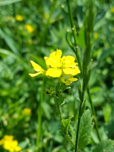 This media file showcases a close-up view of a cluster of bright yellow flowers, likely in a natural outdoor setting. The flowers are the primary subject, with their vibrant color standing out against a blurred background of lush green foliage and some scattered, less distinct yellow blossoms. The focus is sharp on the main flower cluster, allowing for appreciation of its delicate petals and structure.

The scene appears to be a sunny day, with ample natural light illuminating the flowers. The background suggests a field or meadow, characterized by dense greenery. The presence of other yellow flowers in the background indicates that this is likely a flowering season.

The composition is framed to highlight the detail of the main flower cluster, with a stem and a few small green seed pods or buds also visible. The overall impression is one of natural beauty and the simple elegance of wildflowers. There is no visible text in the image. The setting of Toguz-Bulak, Kyrgyzstan, provides a geographic context, suggesting a rural or mountainous environment where such flora would thrive. The image conveys a sense of peace and tranquility, typical of nature photography.