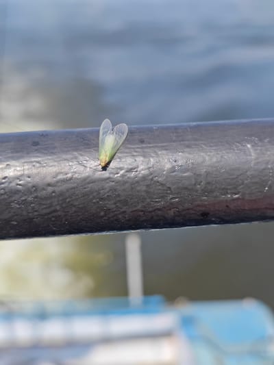 A light green insect with translucent wings is perched on a dark, textured horizontal railing. The railing appears to be made of metal and has a slightly glossy finish. In the background, out of focus, is a body of water with ripples, suggesting a natural environment. Below the railing, also out of focus, are parts of a blue and white structure, possibly a boat or a pier. The scene is brightly lit, indicating daytime. The image does not contain any information that would allow for its localization in Podkamennaya Tunguska, Russia.