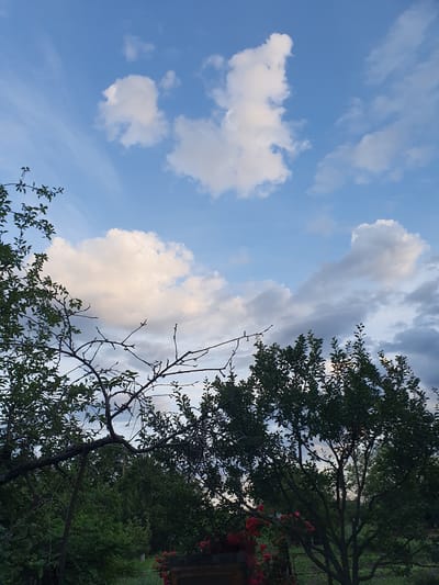 The image captures a twilight scene in Novoivanivka, Ukraine, with a vast, partly cloudy blue sky dominating the upper half. Scattered white and grey clouds drift across the sky, with some illuminated by the setting sun. The lower portion of the frame is filled with the silhouettes of trees and foliage. A large, dark-branched tree with sparse leaves is prominent in the foreground, its branches extending across the frame. Behind it, denser green trees and bushes form a dark backdrop, with hints of red flowers visible near the bottom right. A metallic fence runs along the bottom left edge of the image. The overall impression is of a serene, natural setting at the end of the day.