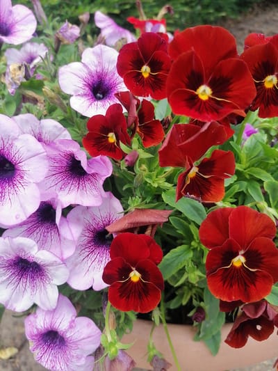 The image displays a close-up, eye-level view of a cluster of blooming flowers, primarily pansies and petunias, in a planter. The pansies are a deep, velvety red with dark markings radiating from a yellow center, and some appear to have a slight burgundy hue. The petunias are a lighter shade of pink or lavender with intricate purple veining extending from their dark centers. The flowers are densely packed, with green foliage providing a backdrop. Some of the flowers are in full bloom, while others are buds or starting to fade. The planter itself, a light brown ceramic pot, is visible at the bottom of the frame. The overall lighting suggests it is daytime, with soft, natural light illuminating the scene. The location is identified as Grünwald, Germany. There are no people or animals visible in the image, and no specific actions or interactions are depicted beyond the natural state of the flowers in their environment.