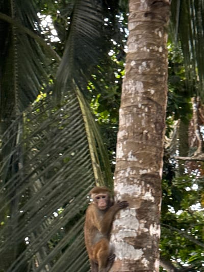 The media file captures a monkey resting on a fallen palm tree trunk, which appears to be in a natural, outdoor setting. The monkey is a light brown color and is lying on its side, with its body draped over the rough bark of the tree. Its eyes are open, and it seems relaxed. The palm tree trunk is thick and textured, with visible rings and a weathered appearance.

In the background, lush green foliage and dappled sunlight suggest a tropical environment. The leaves are dense, and the sunlight filtering through creates bright highlights. The overall scene is one of tranquility and nature. There is no visible text in the image. The context provided indicates the location is Arachikanda, Sri Lanka, which aligns with the tropical vegetation and the presence of a monkey. The lighting suggests it is daytime, likely morning or afternoon given the dappled sunlight.