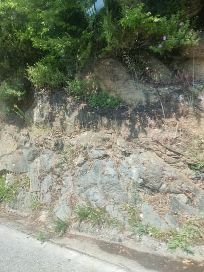 The image depicts a roadside embankment in Δημοτική Ενότητα Ευρυμενών, Greece. The embankment is composed of layered rocks and soil, with vegetation growing from its surface and along the top edge. The vegetation includes trees with dense green foliage at the top, smaller bushes, and various grasses and wildflowers, some of which are yellow and purple. The road surface is visible in the lower left corner, appearing to be asphalt. The lighting suggests it is daytime, with shadows cast on the rocks from the foliage above. There are no people or animals visible in the image. The scene is static and appears to be a natural landscape feature alongside a road.