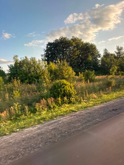 The image depicts a rural landscape, likely on the outskirts of Zboriv, Ukraine. In the foreground, a gravel road curves from the lower right to the lower left of the frame. Beyond the road, a dense field of green grass and wildflowers stretches towards a line of trees. The trees vary in height and density, with some appearing as thick bushes and others as tall, mature trees. The largest tree, a broad, dark green specimen, dominates the center-top of the frame. The sky above is a clear blue with scattered, fluffy white clouds, some of which are illuminated by the sun, suggesting it is either early morning or late afternoon. The overall impression is one of natural beauty and tranquility in a rural setting. There are no people or animals visible in the image.
