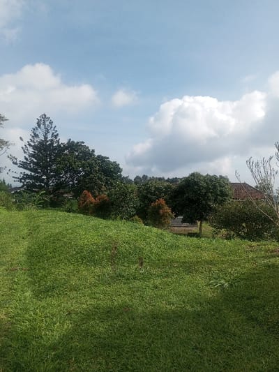 The scene is an outdoor landscape situated in the city of Đăk Pxi, Vietnam, captured under a blue sky with scattered white cumulus clouds. The foreground is occupied by a well-maintained, sunlit green grassy slope, exhibiting subtle shadows. Beyond this slope, a dense array of trees and shrubs defines the midground. A tall, dark green coniferous tree is a prominent feature on the left. Among the various broadleaf evergreen trees, several smaller shrubs display distinct reddish-brown foliage. In the background, partially visible through the vegetation on the right, is a building characterized by a reddish-orange tiled roof. No individuals or specific actions are observed within the frame.