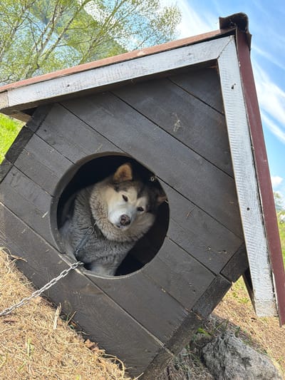 A medium shot shows a dog of the Alaskan Malamute breed sitting inside a wooden dog house. The dog is gray and white with a fluffy coat. It has a silver chain leash attached to its collar. The dog house is made of dark-stained wooden planks and has a round entrance. The roof is angled. The background includes grass, a tree, and a glimpse of a blue sky. The location is Nikola, Russia.