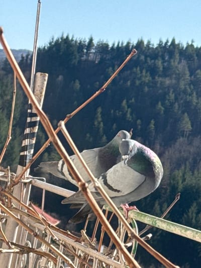 This image displays two rock doves (Columba livia domestica) perched on a light-colored metal balcony railing in Bukovo, Bulgaria. Both pigeons exhibit typical grey plumage, iridescent green and purple neck feathers, and two distinct black wing bars. The pigeon on the right has its head angled downwards and towards the body of the pigeon on the left, which has its head turned towards the right. Numerous thin, bare, reddish-brown vine branches with small buds crisscross the foreground, partially obscuring the railing and the birds. A vertical, off-white pole with black horizontal stripes is visible behind the pigeons to the left. The background consists of a densely forested mountain slope under a clear blue sky, indicating bright daylight conditions.