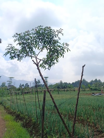 A vibrant field of green crops stretches toward a backdrop of forested hills and distant mountains under a cloudy sky. A slender tree with a full crown of leaves leans into the foreground, its trunk supported by rustic wooden posts that form a simple fence line along the field's edge. The rough-hewn posts and wire create a sense of enclosure, separating the cultivated land from the wilder terrain beyond.
