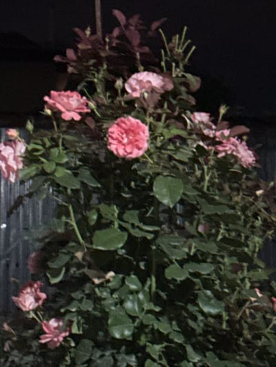 This is a close-up, vertically oriented, nighttime photograph of a rose bush. The roses are predominantly pink, with some buds also visible. The foliage is dense and green, with some darker, reddish leaves towards the top of the bush. The background is dark and out of focus, with a hint of a vertical striped texture, possibly a fence or a wall. There are no people or animals visible in the image. The location is identified as Kojomkul, Kyrgyzstan.