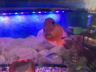 The image shows an aquarium with a bright orange fish swimming near the front. The aquarium is lit with blue and pink LED lights, and the background consists of large, pale rocks and colorful gravel. There is a small, blurry blue fish in the mid-ground. A red, mushroom-shaped decoration is visible in the lower left corner. The overall scene suggests an indoor domestic environment, likely a home aquarium. The location of Fastovetskaya, Russia, is not depicted or suggested by any visual cues in the image.