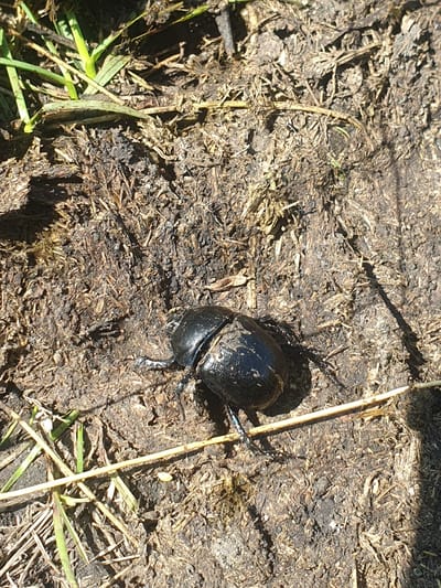 The image shows a black beetle on the ground in what appears to be a natural environment. The ground is covered with soil, dried leaves, and grass. The beetle is positioned in the center of the frame, facing towards the right. Its shell is dark and shiny, reflecting some light. The surrounding vegetation consists of green blades of grass and dry stalks. The lighting suggests it is daytime, with shadows cast on the ground. The location is specified as Smorodinka, Russia, implying this is an outdoor scene within that geographic area. No people or other animals are visible in the image. The scene is static and focuses solely on the beetle and its immediate surroundings.