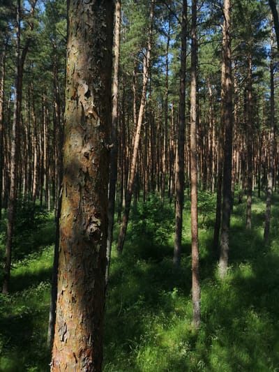 A close-up shot of a pine tree trunk in a forest is captured, with a background of more pine trees and lush green grass. The trunk of the main tree is textured with rough, peeling bark, exhibiting a mix of brown, orange, and green hues, with sunlight dappling its surface. The background shows a dense forest with tall, slender pine trees, their green needles forming a canopy against a clear blue sky. The ground is covered in vibrant green grass, with patches of sunlight and shadow creating a natural, dappled effect. The location is identified as Morskoye, Russia.