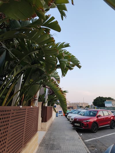 The image depicts a street scene in El Campello, Spain, characterized by a sidewalk bordering a street with parked cars. On the left, a low, brown lattice fence runs along the sidewalk, backed by large, lush green plants with broad leaves that arch over the scene. The sidewalk itself is paved with grey square tiles.
The street features several parked vehicles, most prominently a red SUV in the foreground. Behind it, a white sedan and other cars are visible. The road surface appears to be asphalt. In the background, there are buildings of varying heights, including some multi-story structures that suggest a residential or commercial area. Trees are also present, with a dense cluster of dark green trees in the mid-background. The sky is a clear, pale blue, indicating daytime, possibly late afternoon or early evening due to the soft light. A sign with text, partially visible in the far background, indicates a street or business name, with "EL CAMPIELLO" legible. There are no people visible in the frame, and no obvious actions or interactions are taking place.