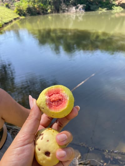 A pair of hands holds two guavas in the foreground, positioned against a background of a calm body of water. The scene is located in Pirenópolis, Brazil. The upper guava, held by the fingers of one hand, is pale yellow-green and partially bitten, exposing its bright pink, granular flesh filled with small seeds. The fingernails of the visible hand exhibit light-colored polish. The lower guava, also pale yellow-green with several small dark blemishes, is held by the thumb and another finger, likely belonging to the same individual. The water in the midground and background reflects a clear sky (appearing blue) and lush green vegetation from the far bank, creating variations in water color from light green to dark blue. A slender, dry stick floats partially submerged in the water on the right side of the frame. The lighting suggests a bright, sunny outdoor environment.
