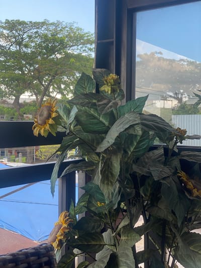This image depicts an artificial sunflower plant situated near a window, likely on a balcony or in a room with a view. The plant features large, dark green leaves and several sunflowers, some of which are partially bloomed with yellow petals and brown centers. Through the window, a clear blue sky is visible, along with the lush green canopy of a large tree and the rooftops of buildings. The scene appears to be in an urban or semi-urban setting, possibly a residential area. The lighting suggests it is daytime, with soft natural light illuminating the plant and the exterior view. The overall impression is one of a tranquil, possibly indoor, setting with an outward connection to nature and the surrounding environment.