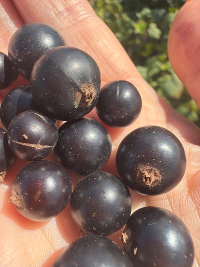 In Jalguba, Russia, a close-up shot captures a person's hand holding a cluster of dark, round berries. The berries are dark purple to black, with some exhibiting a slight sheen from the sunlight and tiny yellow speckles visible on their surfaces. The texture of the berries appears smooth, with some showing faint lines or indentations. The hand, with visible skin texture and lines, is cupped to cradle the berries. In the background, out of focus, are green leafy plants, suggesting an outdoor environment. The lighting indicates it is daytime, likely sunny.