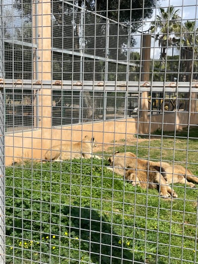 The image displays an animal enclosure, located in Sant Llorenç des Cardassar, Spain. A gray metal grid fence occupies the immediate foreground, acting as a barrier for the viewpoint. Inside the enclosure, three lions are present on a green grassy surface. One lioness is positioned on the left side, lying on the grass with her head slightly raised, facing right. To the right of the individual lioness, a male lion with a visible brown mane and another lioness are lying close together on the grass, both in a resting or sleeping posture. The male lion's tongue is partially extended. The ground is covered with green grass, broad-leafed plants, and several small yellow flowers. Behind the lions, a light tan-colored concrete wall forms part of the enclosure's perimeter. Further back, additional metal fencing and support structures are visible. The background features various green trees, including several tall palm trees. A yellow heavy machinery vehicle is partially discernible behind the structures on the right side of the frame. The scene is illuminated by natural daylight under a bright sky.