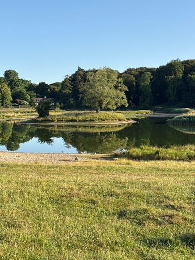 The image shows a serene natural scene with a body of water reflecting the surrounding trees and a clear blue sky. The foreground is dominated by a grassy field, with a gravelly area leading down to the water's edge. In the mid-ground, the water features a small island with a single tree. Further back, a dense line of trees forms the backdrop, and a building with a thatched roof is partially visible among them. A grey heron is standing by the water's edge in the mid-ground. The scene is likely located in Kongens Lyngby, Denmark, given the lush greenery and the architectural style of the visible building. The overall impression is one of peace and natural beauty.