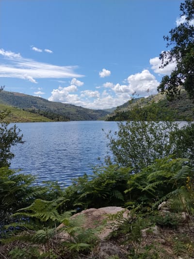 The image captures a tranquil lake scene in Alijó, Portugal. The lake is surrounded by gently sloping hills covered in vegetation, possibly vineyards given the region's association with Port wine production. The sky is blue with scattered white cumulus clouds. In the foreground, lush green ferns and other foliage grow on the bank of the lake, partially obscuring a rock. No people are visible in the frame.