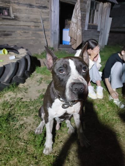 A dark-colored pit bull with white markings on its face and chest sits on the ground in the foreground, looking up and to the left. Behind the dog, a person in a light-colored sweater and light-colored pants covers their face with their hands, and another person in a black shirt and light-colored pants is partially visible to the right, also with their head down. They are all outdoors at dusk or night. In the background is a weathered wooden building with a doorway. To the left of the building is a large tire. The ground is a mix of dirt and grass. The image was taken in the vicinity of the Патоцкі сельскі Савет, Belarus.