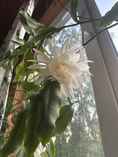 A close-up, eye-level, indoor shot captures a fully bloomed white flower of a Queen of the Night cactus, likely Epiphyllum oxypetalum, against a blurred outdoor background of trees and sky. The flower, positioned slightly left of center, displays delicate white petals and yellow stamens, with some petals slightly tinged with pink at the edges. The cactus's broad, green, wavy leaves dominate the foreground, with some leaves exhibiting a slightly leathery texture and rippled edges. The plant appears to be situated near a window, as indicated by the light filtering through the glass and the partial view of a white window frame on the right. A section of patterned curtain with green motifs is visible on the left side of the image, along with wooden window trim. The lighting suggests a bright day, possibly late afternoon or early morning due to the quality of light and soft shadows. The scene is static and focuses solely on the plant and its immediate surroundings. The location is Voeikovo, Russia.