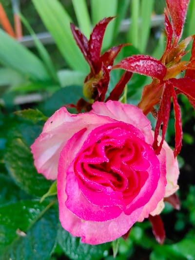 A close-up, eye-level shot captures a vibrant pink and fuchsia rose in bloom, set against a blurred green and reddish-brown leafy background. The rose is dewdropped, with small water droplets glistening on its petals. Its outer petals are a lighter pink, transitioning to a deep fuchsia towards the center. Partially visible above and to the right of the rose are dark red, pointed leaves, also appearing slightly wet. The overall setting suggests an outdoor garden environment in Солнечное Снт (лыткино), Russia.