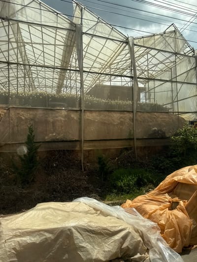 This image depicts a greenhouse structure with a translucent roof and walls supported by a metal frame. Rows of flowering plants, possibly chrysanthemums, are visible inside the greenhouse. The ground outside the greenhouse is covered with dry vegetation and some green plants. In the foreground, there are several large bags, some covered in translucent plastic and others in orange plastic sheeting, likely containing soil or fertilizer. The sky above the greenhouse is overcast with dark clouds, and power lines are visible. The scene is set in Thôn 6, Vietnam, with the greenhouse likely used for agricultural purposes. There are no people visible in the image.
