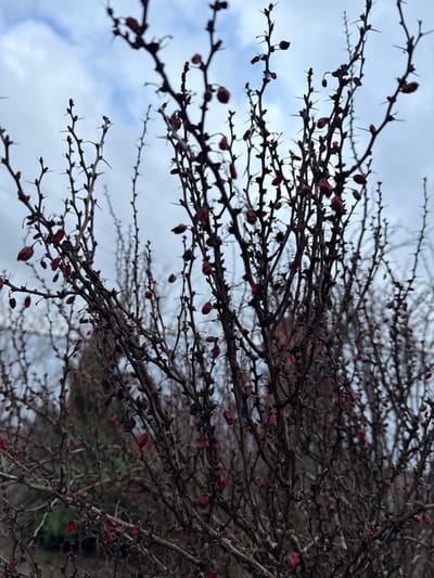 The image presents a close-up, low-angle view of a dense, leafless thorny shrub, possibly a barberry, located in Krasnooktiabrskiy, Russia. The shrub occupies the majority of the frame, with numerous thin, dark-brown branches extending upwards. These branches are densely covered with sharp, prominent thorns. Small, elongated, dark-red berries are scattered profusely across the branches, some appearing withered or dried. The background is largely blurred, revealing indistinct dark shapes of other vegetation and a faint reddish-brown structure or building partially visible through the branches on the left. The upper portion of the image displays an overcast sky, characterized by diffused grey and white cloud formations. No human subjects, animals, or active interactions are observed in the scene.