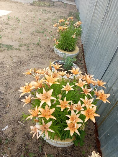 The image shows an outdoor scene with two potted plants, both appearing to be lily plants with orange-peach colored flowers, in the village of Kenzhekol, Kazakhstan. The foreground features a large pot with a dense arrangement of blooming lilies. Behind this, to the left and slightly further back, is another pot with lilies, less dense and with fewer blooms. The pots themselves appear to be repurposed tires, painted white with yellow accents. The ground is sandy and dry with sparse, small green plants and some debris. To the right of the potted plants is a corrugated metal fence, appearing weathered and gray. The overall impression is one of a rustic, possibly domestic, outdoor space. There are no people or animals visible in the image.